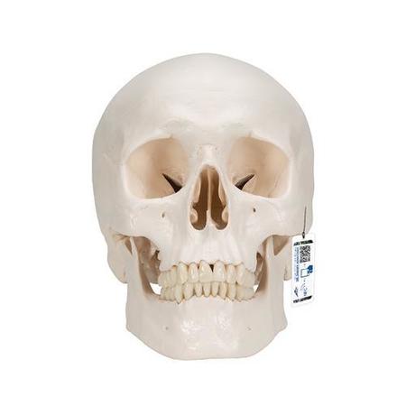 Classic Skull, 3 part - w/ 3B Smart Anatomy -  3B SCIENTIFIC, 1020159